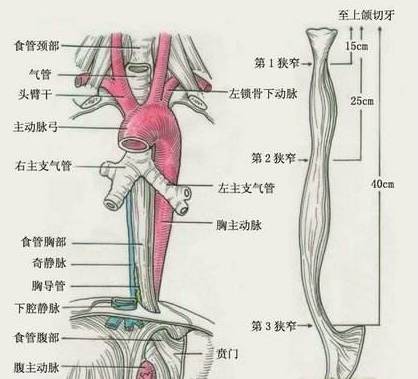 气管,主动脉,主动脉弓分支,奇静脉,支气管动脉也在这个部位,所以食道