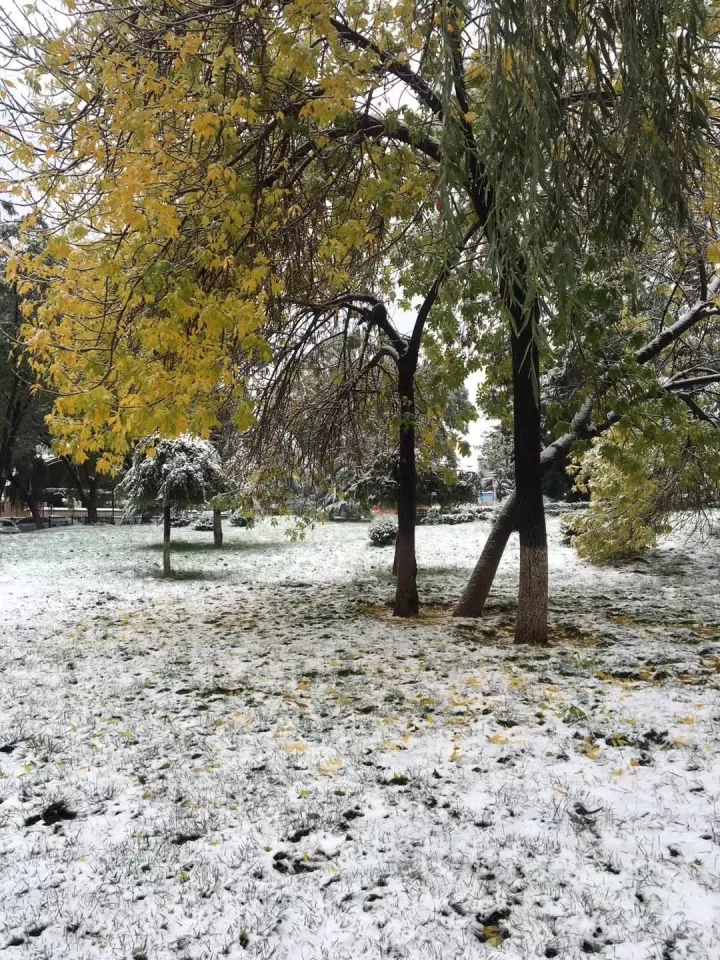 十月秋雪裹银装,庆阳迎来秋天的第一场雪