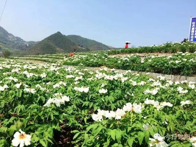 油用牡丹种植基地