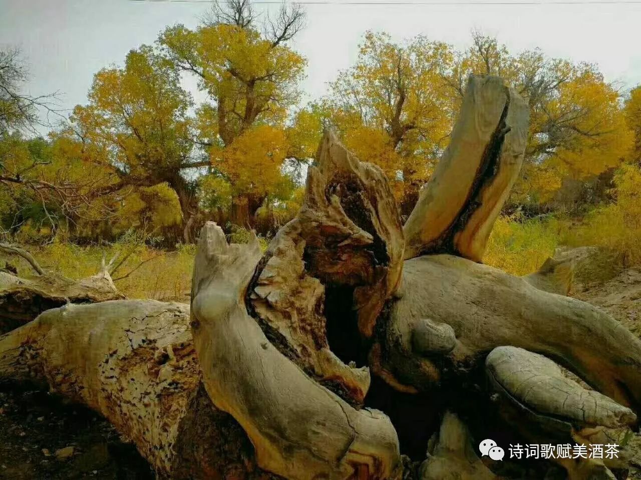 平平淡淡胡杨树