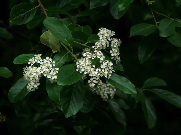 【识花】石斑木