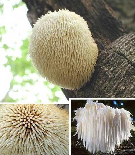 胡须齿菌,外表看起来像面条,又被称为狮鬃菇,猴头菌,刺猬菇,这是一种