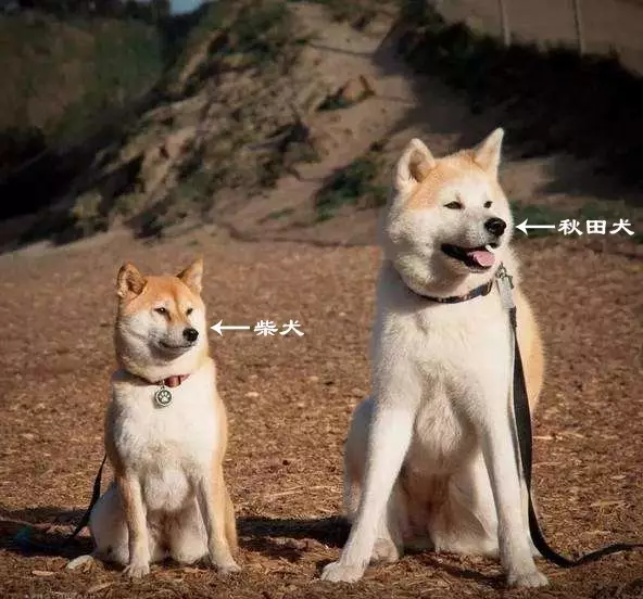千言万语.就是,秋田犬的体型比柴犬大!嗯!就是这样.