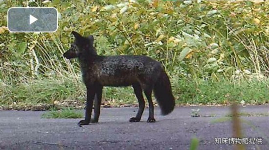 北海道惊现纯黑狐狸 基因突变还是古老品种令专家难辨