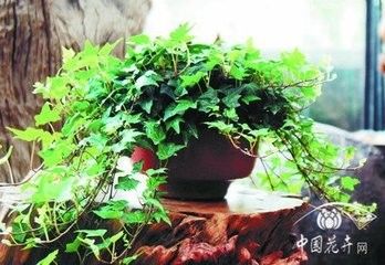 装修后必备的"吸毒"植物真的管用吗?这些知识你得get