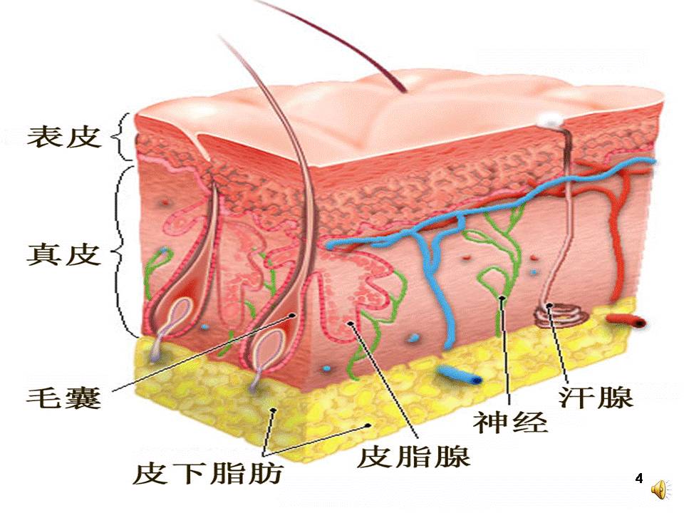 我们重点讲乳腺,皮肤,汗腺,因为这三项和猪的生产关系更密切.