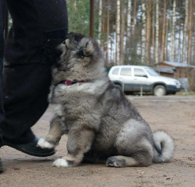 高加索犬是什么样子的狗?厉害吗?