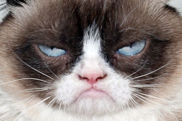 这只叫做"愤怒猫(the grumpy cat)的网红猫,两年就给它的主人赚了