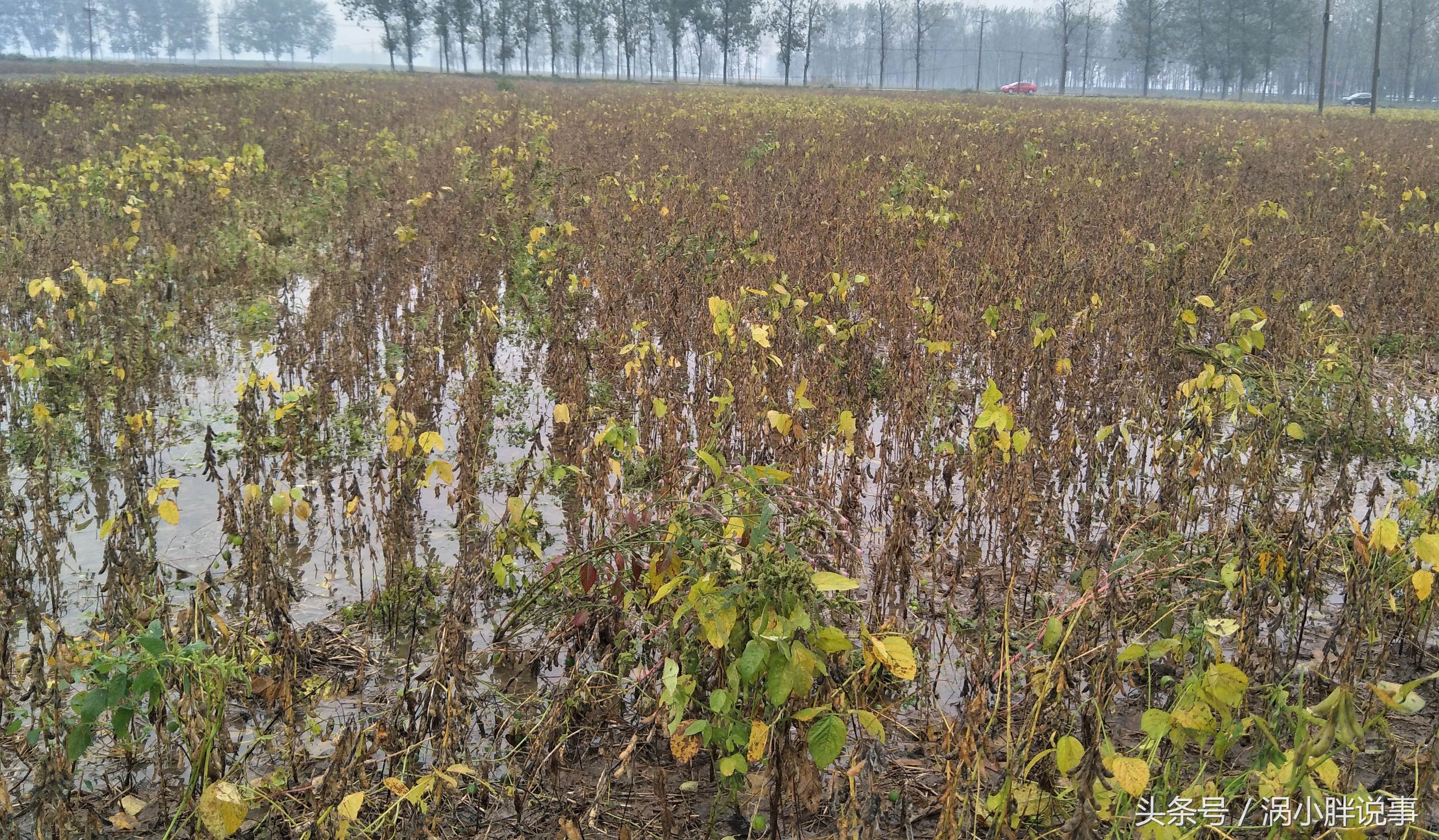 皖北数万亩大豆遭连阴雨农民赤脚下地抢收