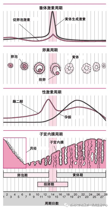 是女性性征发育,正常生理功能实现的基础