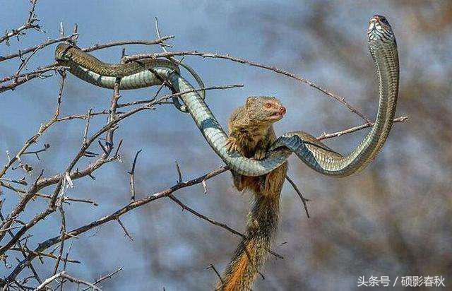 毒蛇的天敌不止"平头哥"蜜獾,有一种动物吃起毒蛇像吃