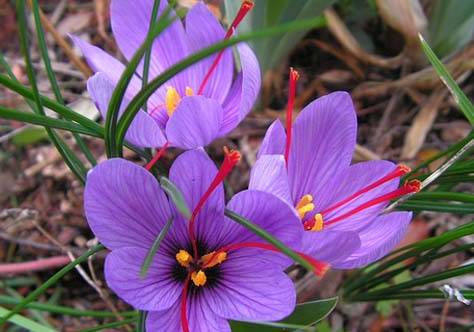 【每日一花】藏红花(番红花)养殖要点参考