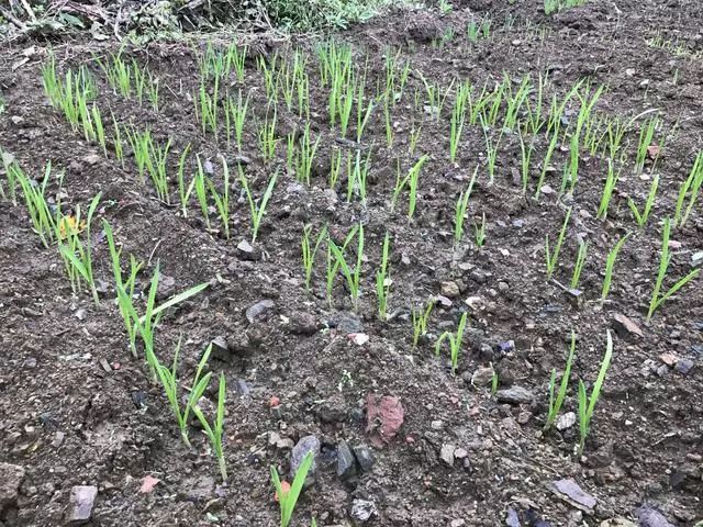 郧西一大妈在路边地里种了很多蔬菜到了秋天竟是这番景象