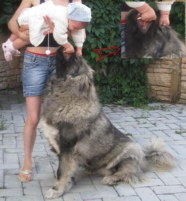 大高加索犬对孩子有很温柔的,主人要在保证安全的情况下,训练它们,让