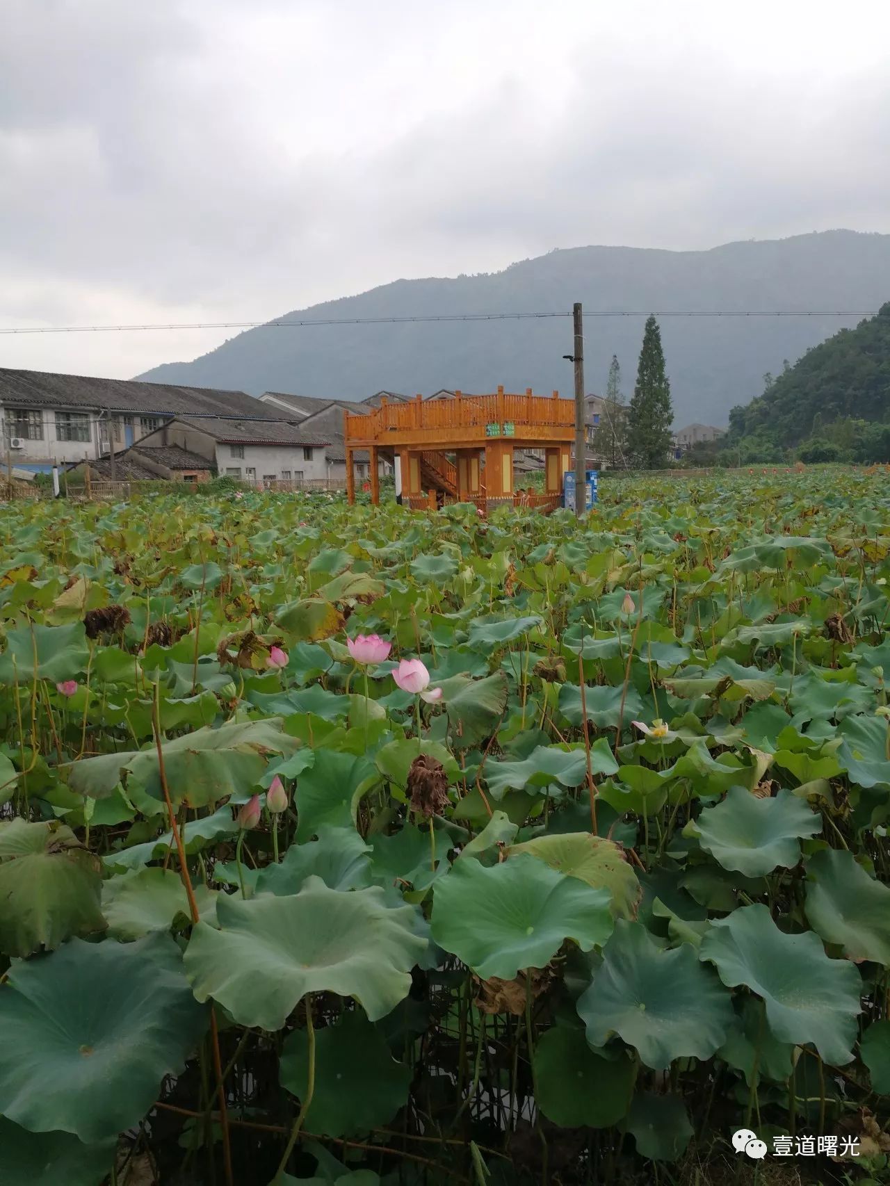 王曙光《访瑞安马屿镇江桥村》