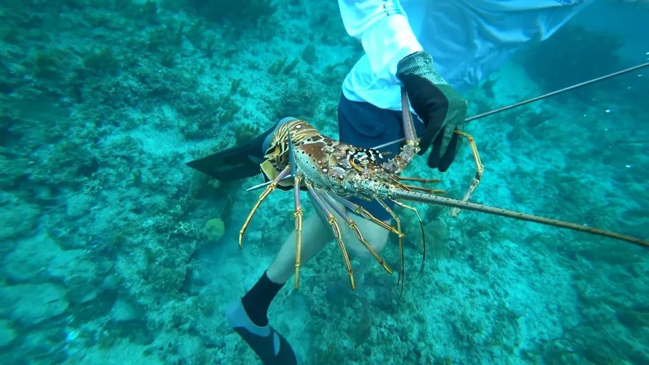 想吃海鲜就打个飞的去海里!土豪的世界我果然不懂.