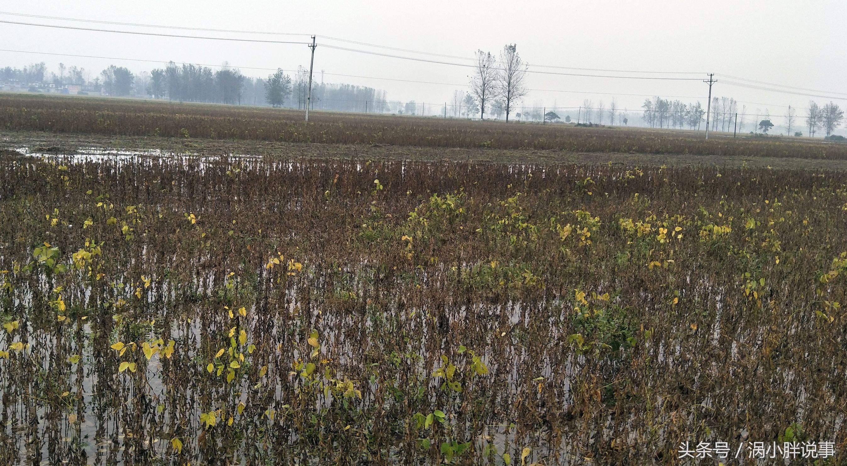 皖北数万亩大豆遭连阴雨农民赤脚下地抢收