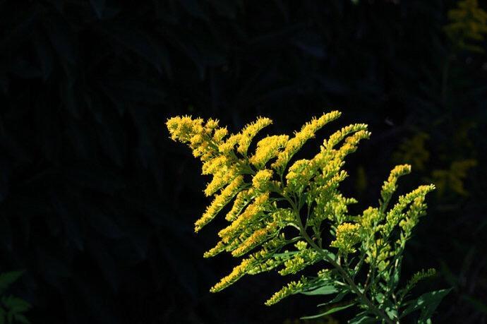 有害!遵义深溪镇高速绿化带惊现加拿大一枝黄花,数量多达100株