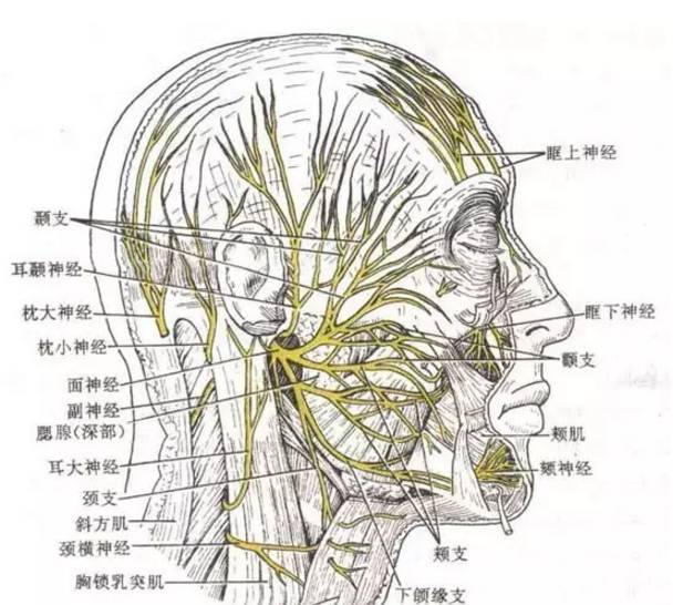 面部布满无数的血管,神经,如眼眶下神经,颏神经,还有脸颊,鼻唇褶皱区