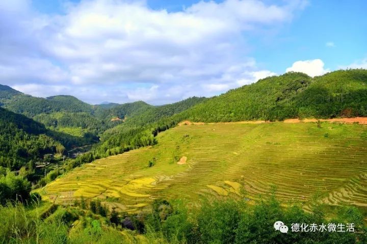 邂逅艳丽:德化李溪黄金梯田,美极了!