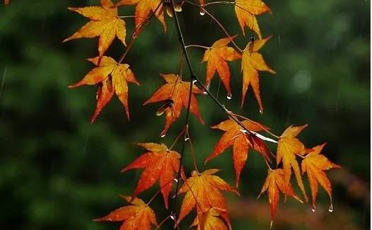 淋一场秋雨