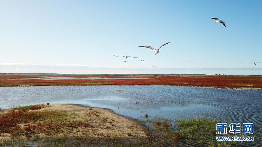 这是吉林省白城市镇赉县莫莫格级自然保护区内的湿地(9月12日摄).