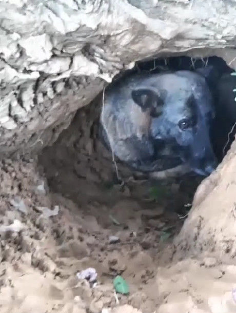 狗狗在外面挖了个洞钻了进去,知道原因后主人瞬间泪奔!