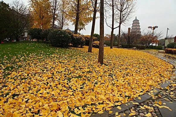 西安的秋天这么有诗意,不约起来你还在等什么!