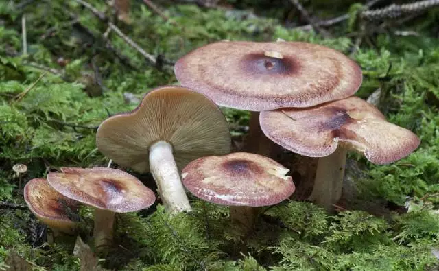 赭红拟口蘑菌盖是由短绒毛组成的鳞片.