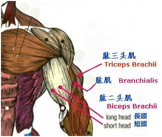 上臂的围度取决于肱二头肌和肱三头肌的发达程度.