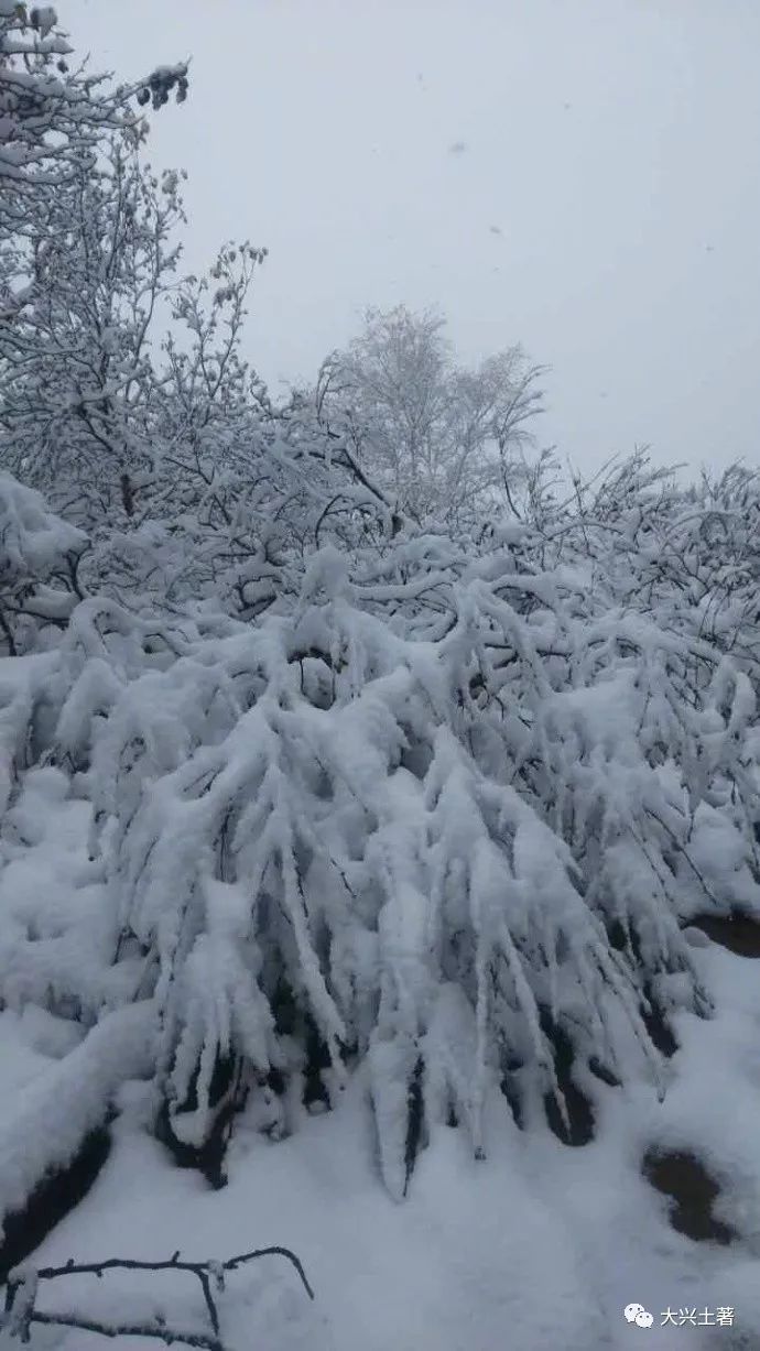 北京下雪啦!第一波雪景美图来袭