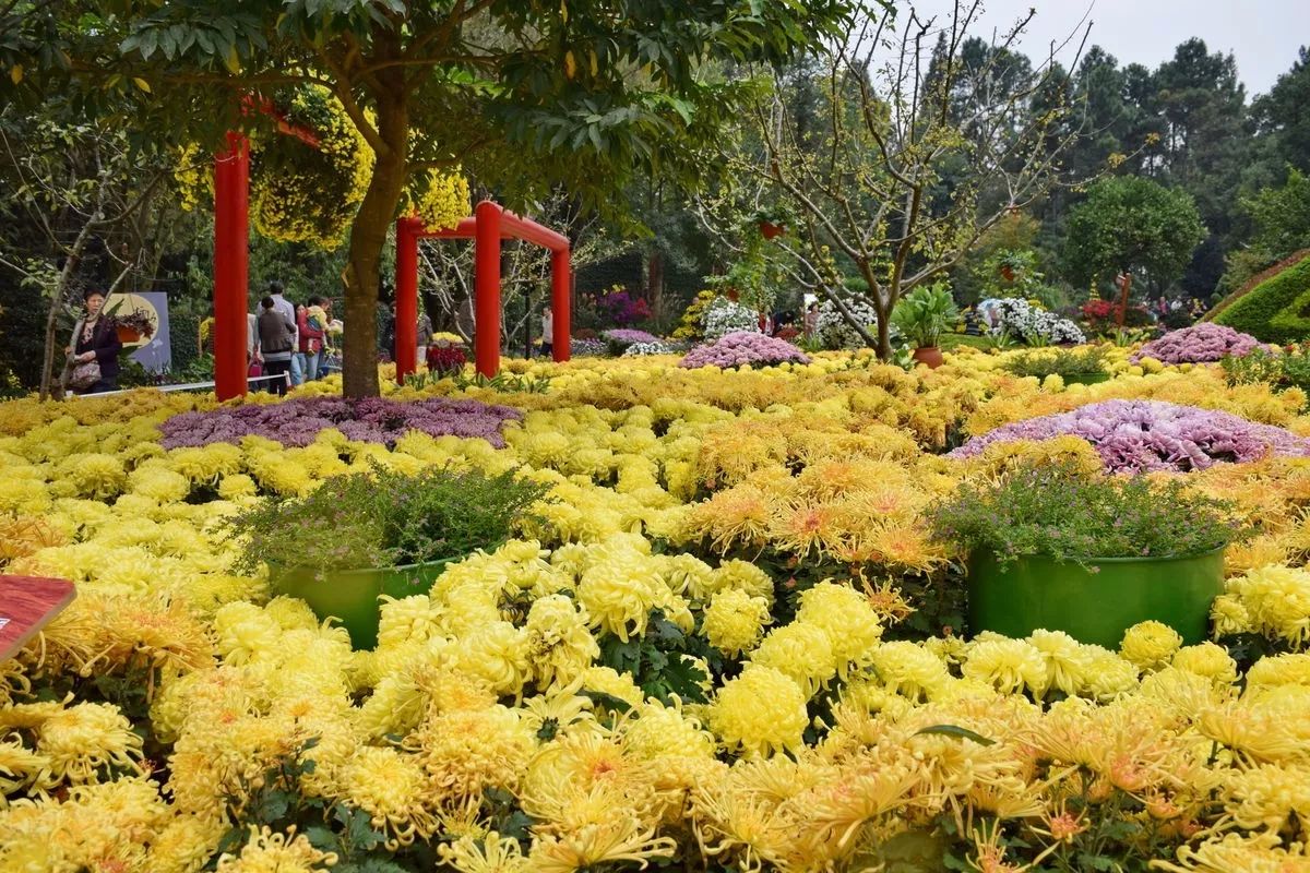 杭州植物园赏菊花