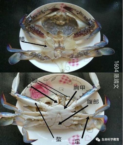 一位老师的生物作业(来稿选登)