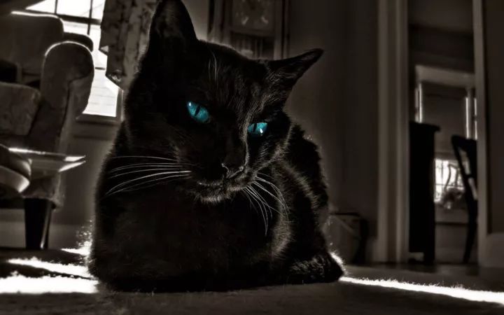 分享一只帅气的黑猫警长