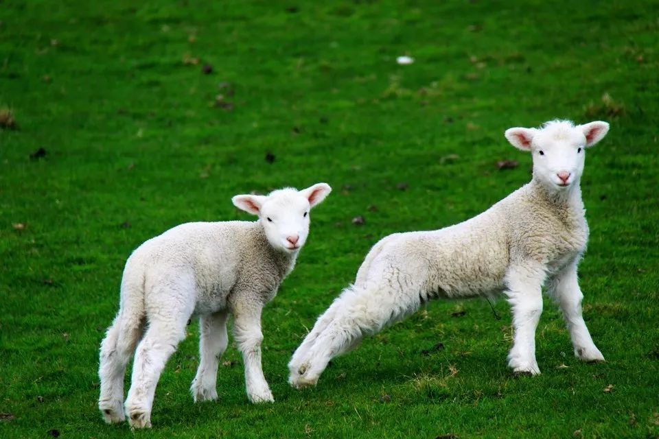 草场占国土面积的一半 绵羊在这片土地上 得到充分的滋养 因此新西兰