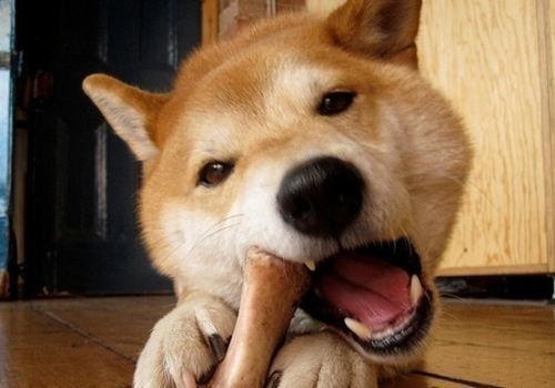 电视上动画上狗狗总爱啃骨头,那么狗狗能吃骨头么?