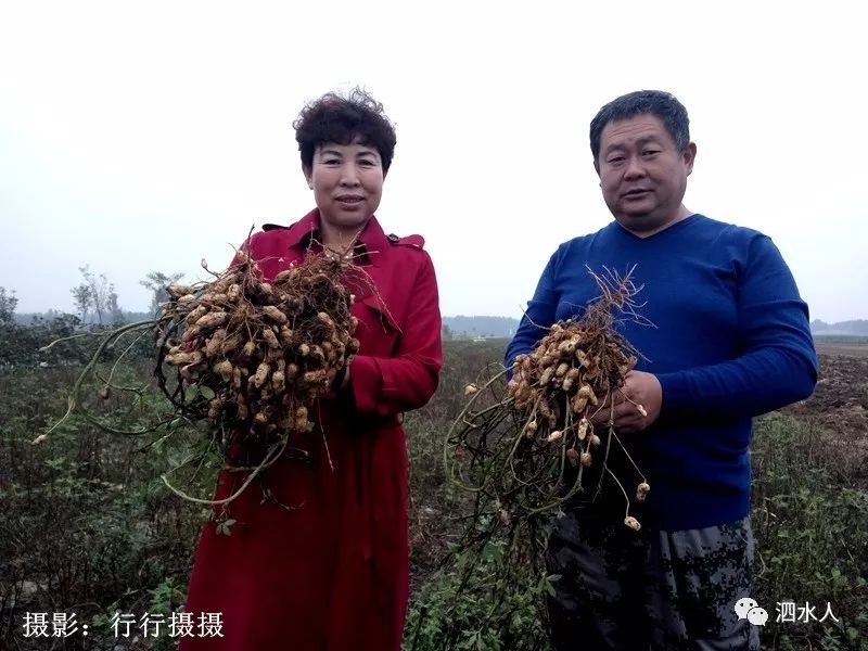 走进美丽泗水杨柳镇,喜看夏季花生新变化.