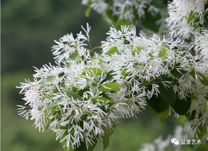 流苏,系山东博山当地的一种野生树木,属木犀科多年生落叶乔木.