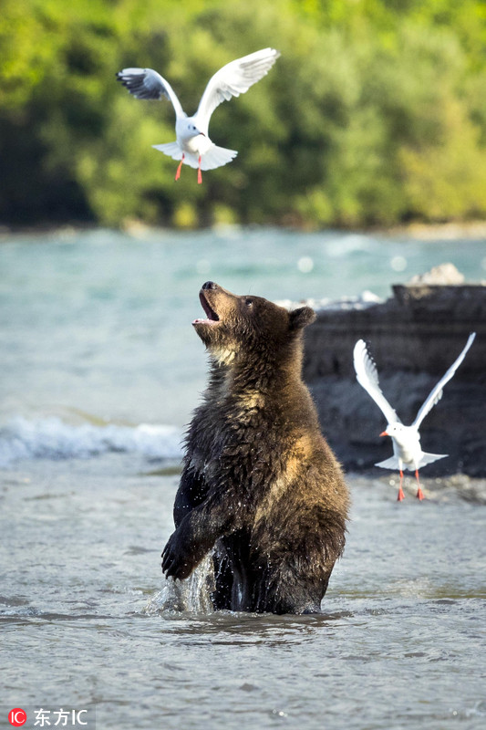 俄罗斯棕熊宝宝湖中与海鸥上演追逐战