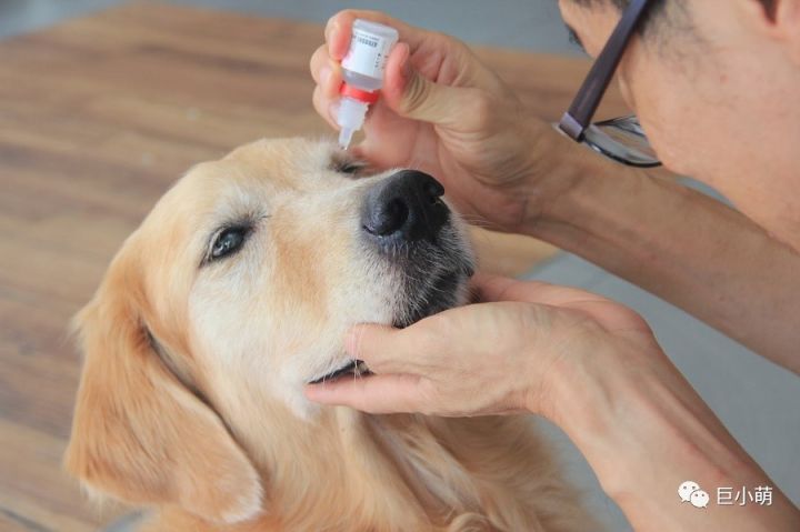 狗狗常见眼病及护理方法