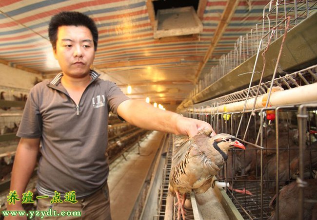 鹧鸪饲养管理12项注意特禽养殖要融入当地消费市场