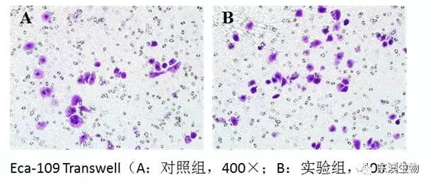 东澳生物:挥出铁拳,transwell 检测技术精讲!