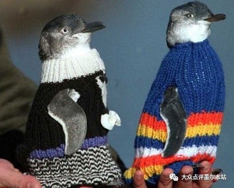 merle奶奶直到98岁高龄,她己经为这群可爱的小蓝企鹅织了1000多件毛衣
