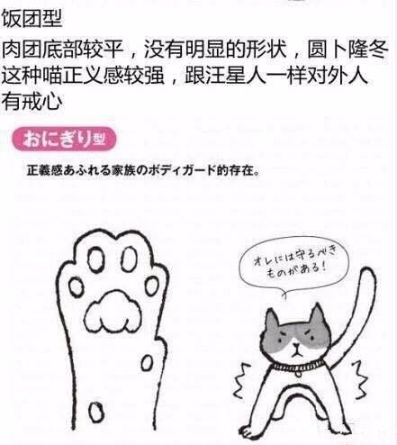 猫咪快视