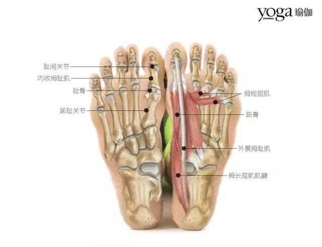 跖趾关节在拇趾根部形成跖趾粗隆,大脚趾的趾关节称为趾间关节,关节囊