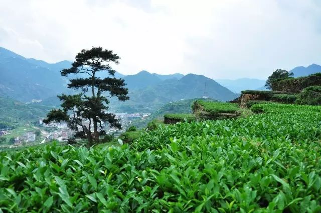 春天里的铁观音发源地,漫山遍野的嫩绿茶树,正向上伸展着腰肢.