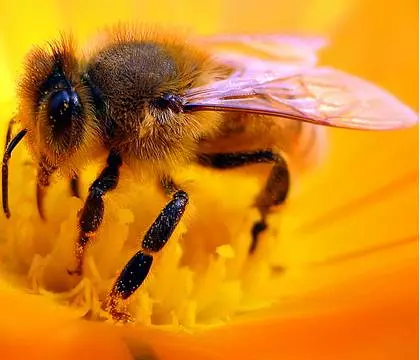 蜂农欺骗小蜜蜂的四大手段,可怜的小蜜蜂被欺骗得体无完肤