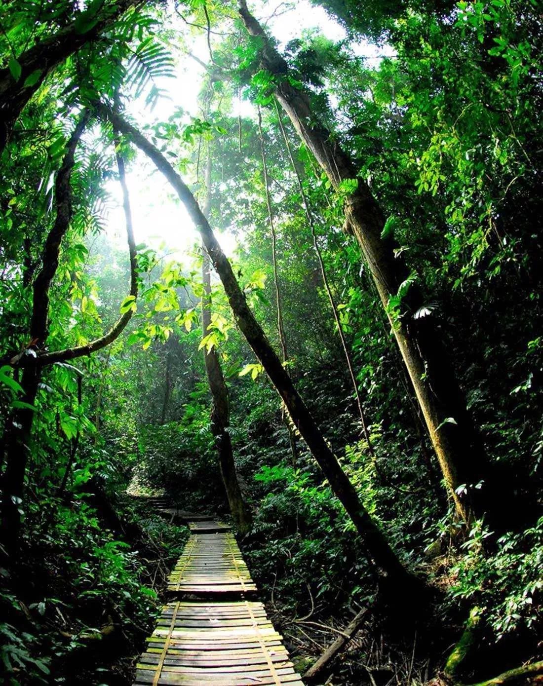 地处云南南端的西双版纳热带雨林是当今高纬度,高海拔地带保存最