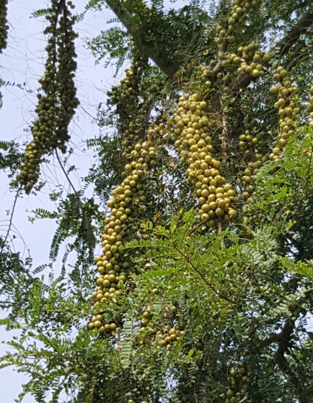 余甘子(油甘子)