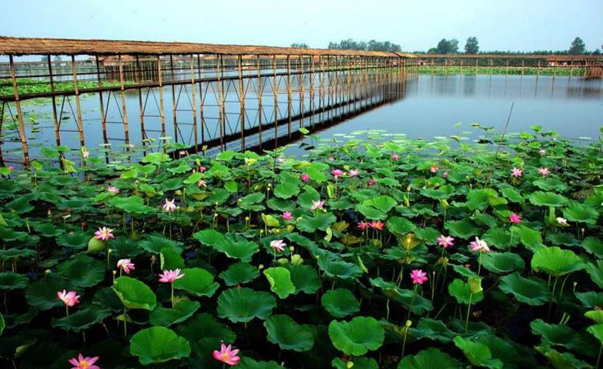 洪湖市桐湖农场多少人口_洪湖市赵玉清图片